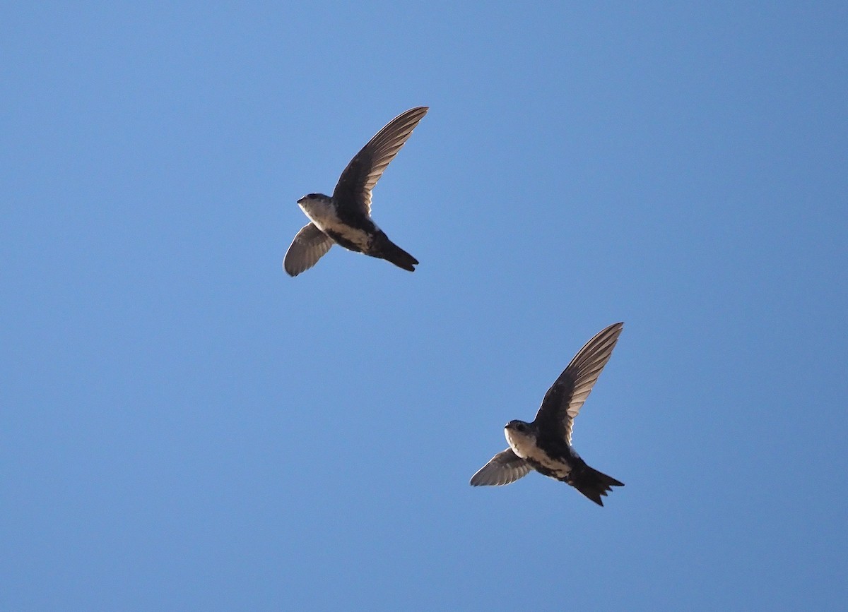 White-throated Swift - ML372452551