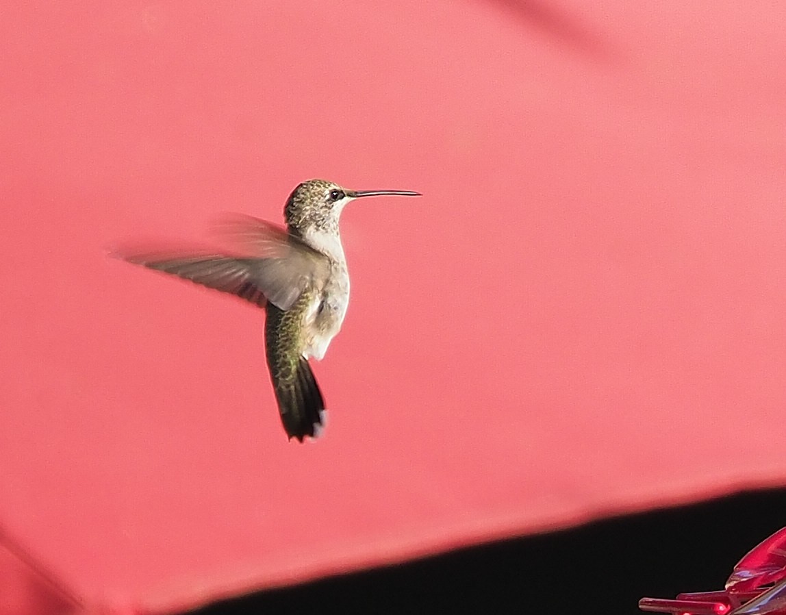 Black-chinned Hummingbird - ML372452581