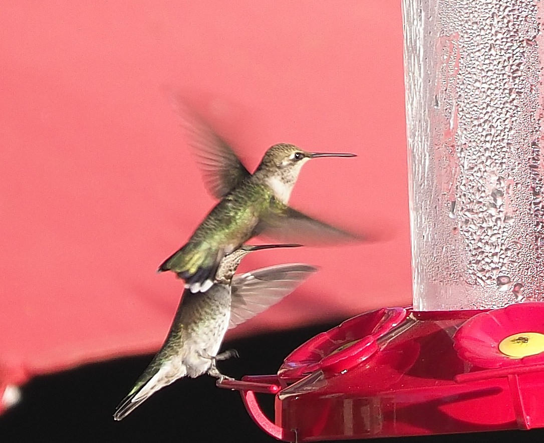 Black-chinned Hummingbird - ML372452601