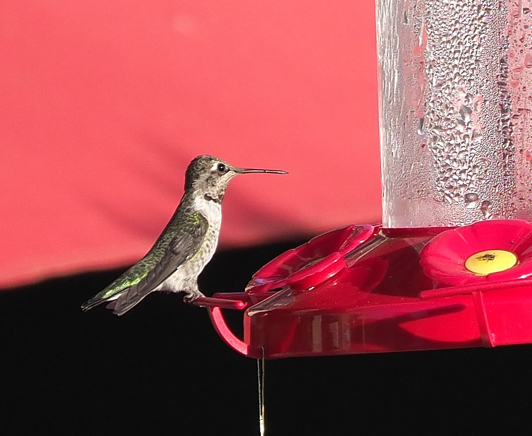 Anna's Hummingbird - ML372452621
