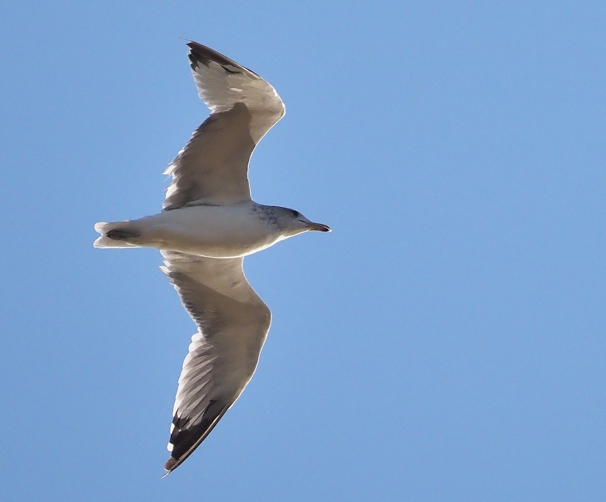 California Gull - ML372452661