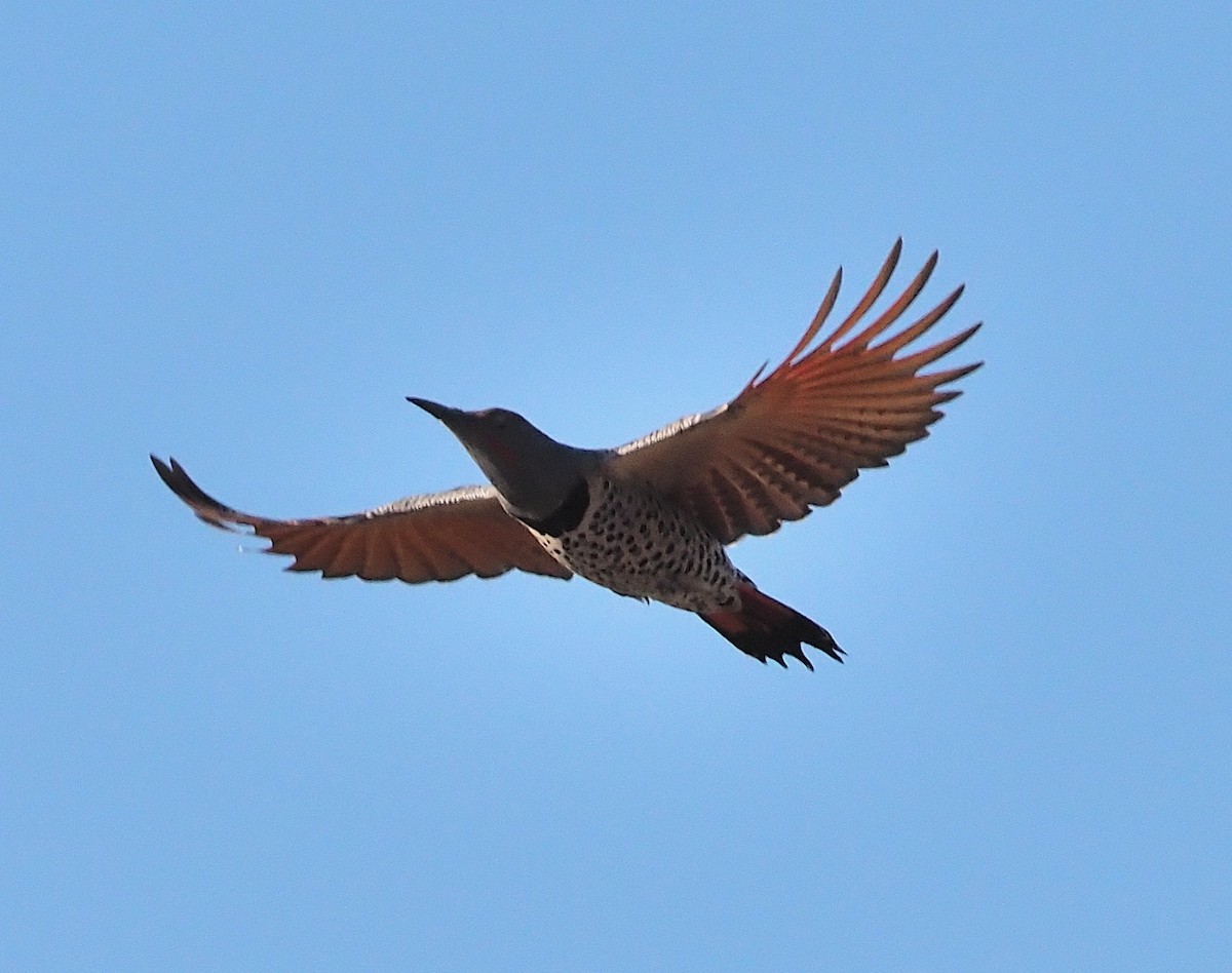 Northern Flicker (Red-shafted) - ML372452701