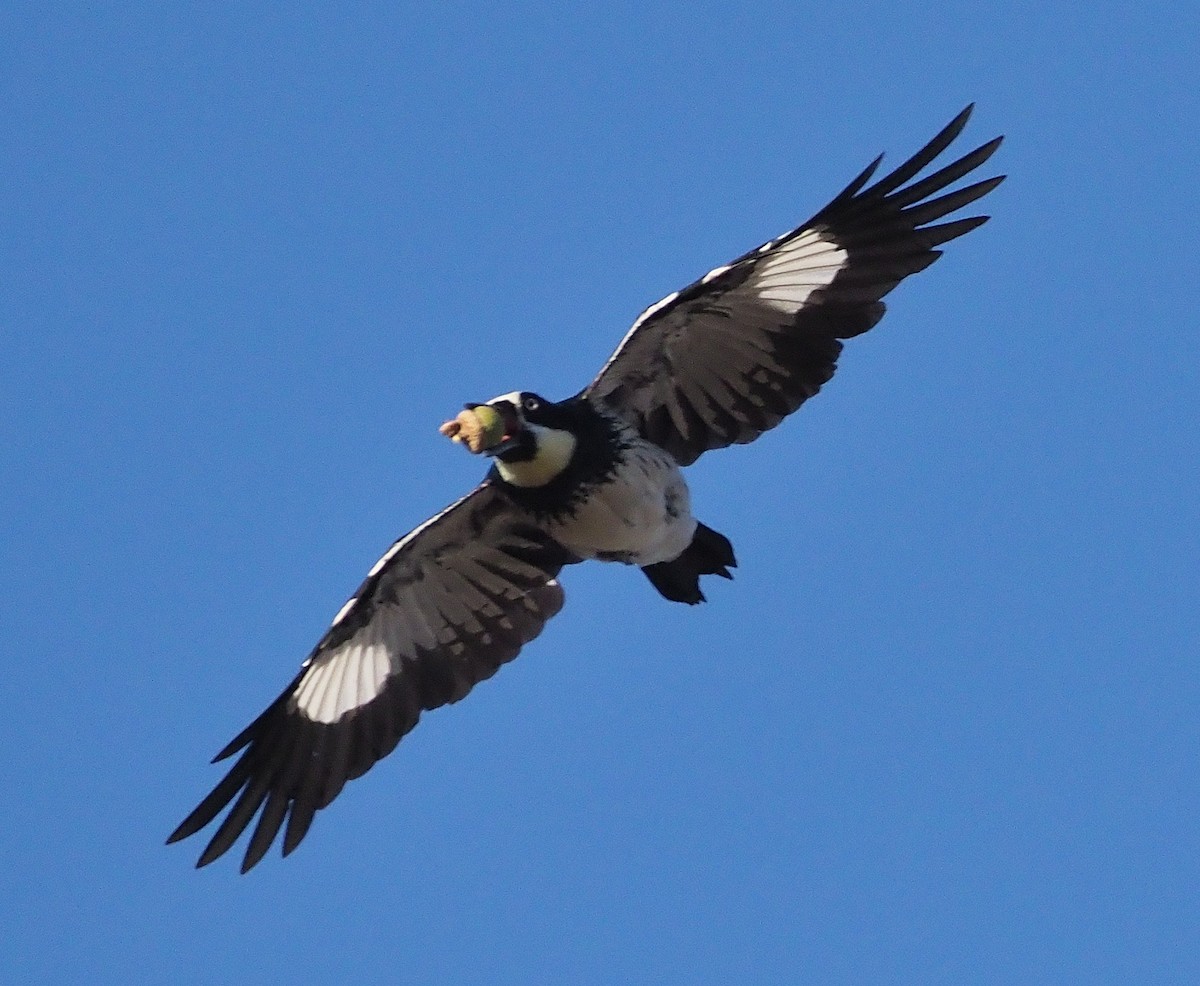 Acorn Woodpecker - ML372452751