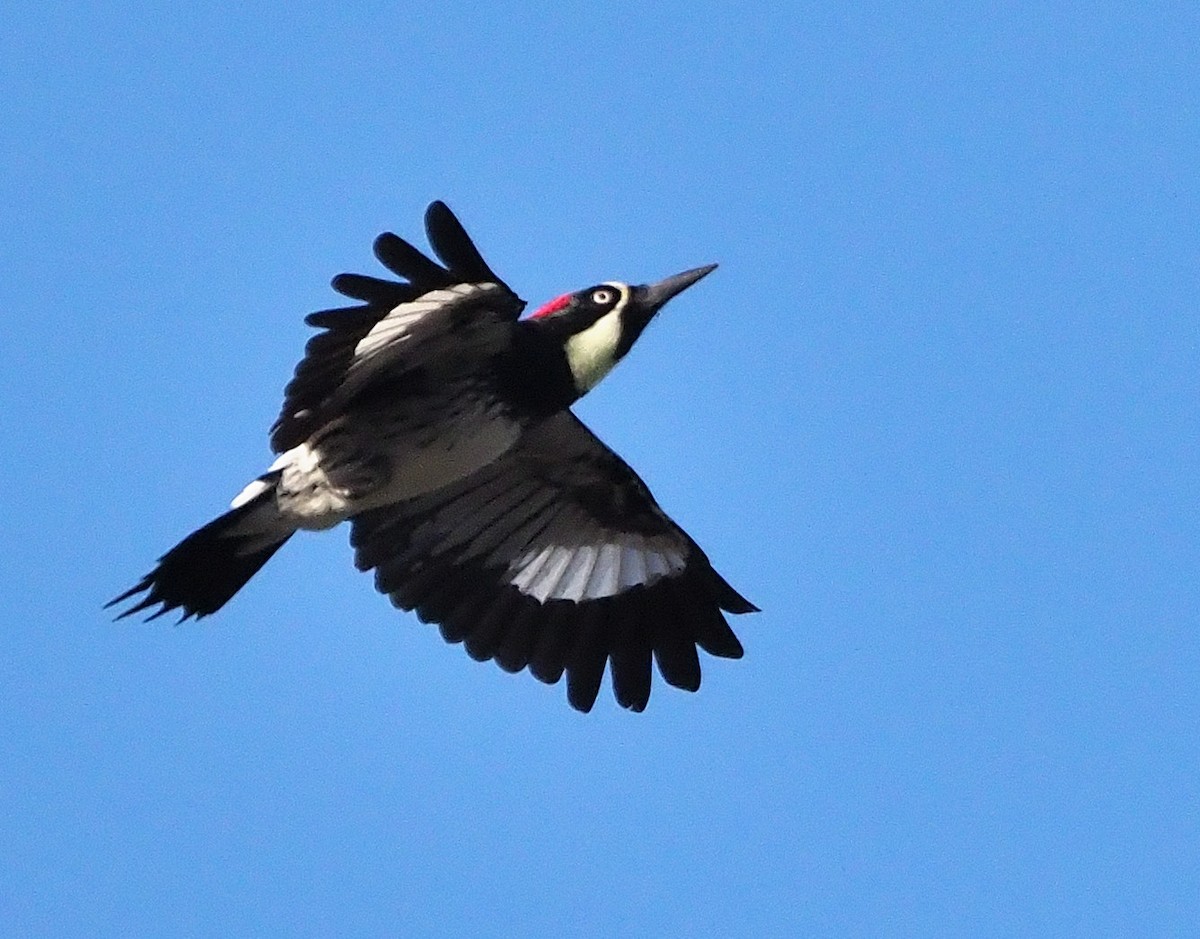 Acorn Woodpecker - ML372452761