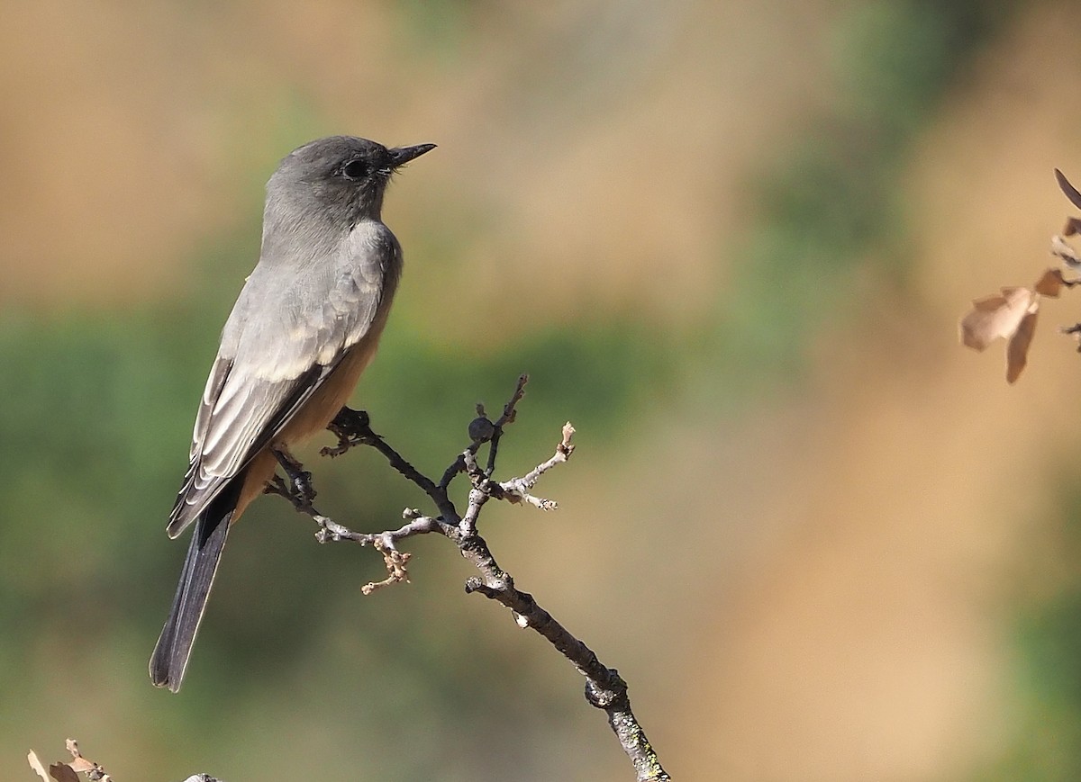 Say's Phoebe - ML372452831