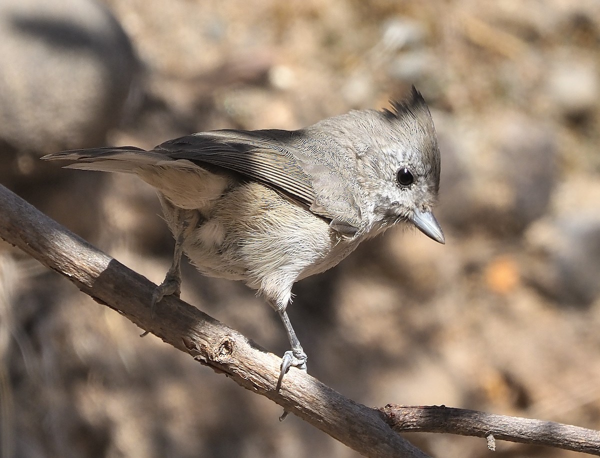 Oak Titmouse - ML372452861