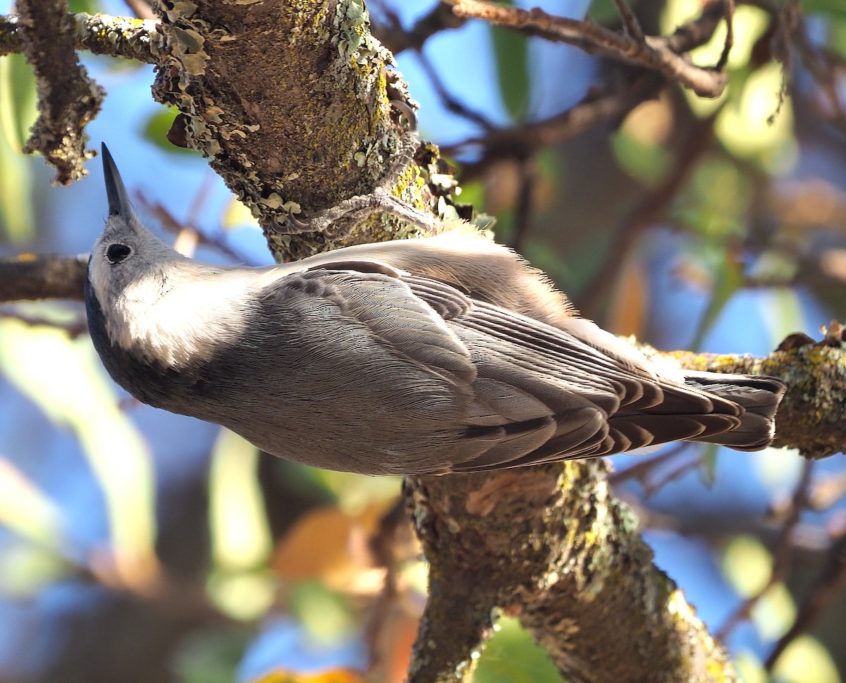 hvitbrystspettmeis (aculeata/alexandrae) - ML372452891