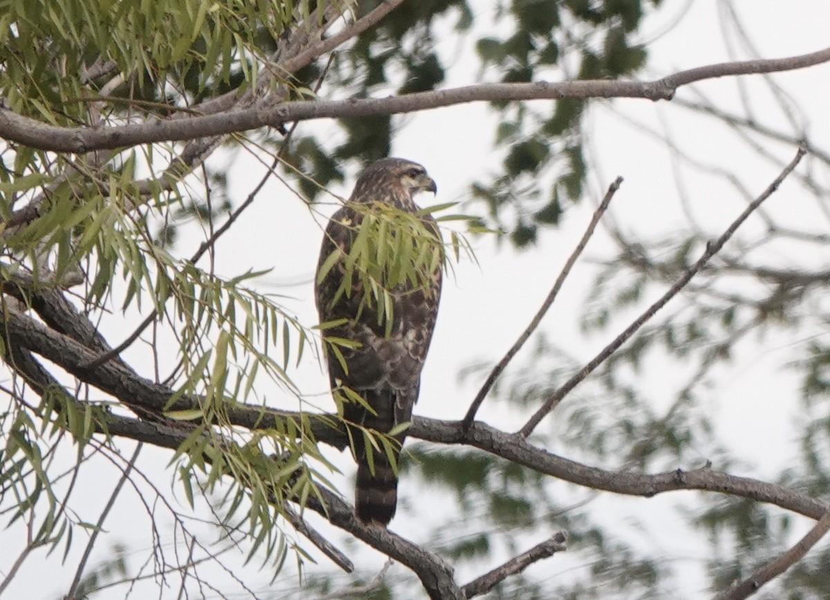 Gray Hawk - ML372452911