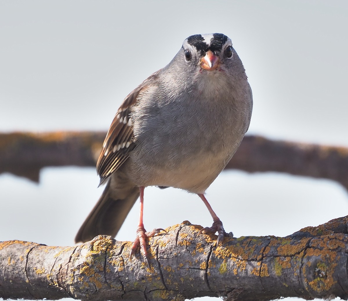 White-crowned Sparrow (Gambel's) - ML372453121