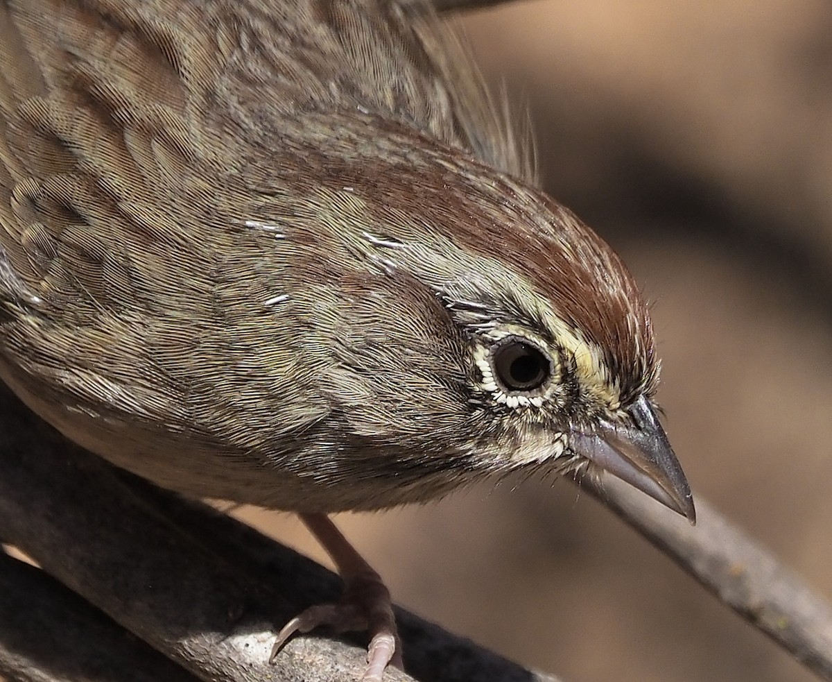 Rufous-crowned Sparrow - ML372453191