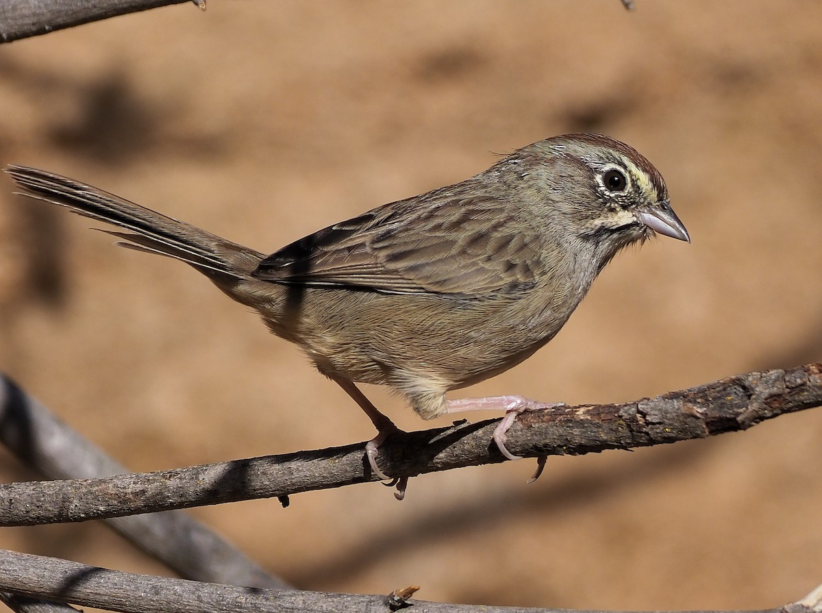 Rufous-crowned Sparrow - ML372453201