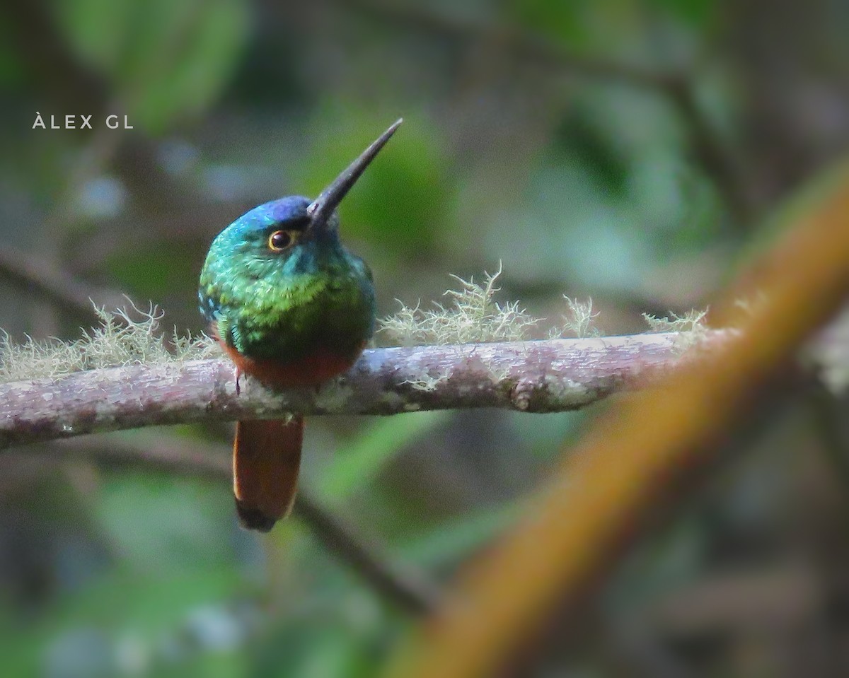 Coppery-chested Jacamar - Àlex Giménez