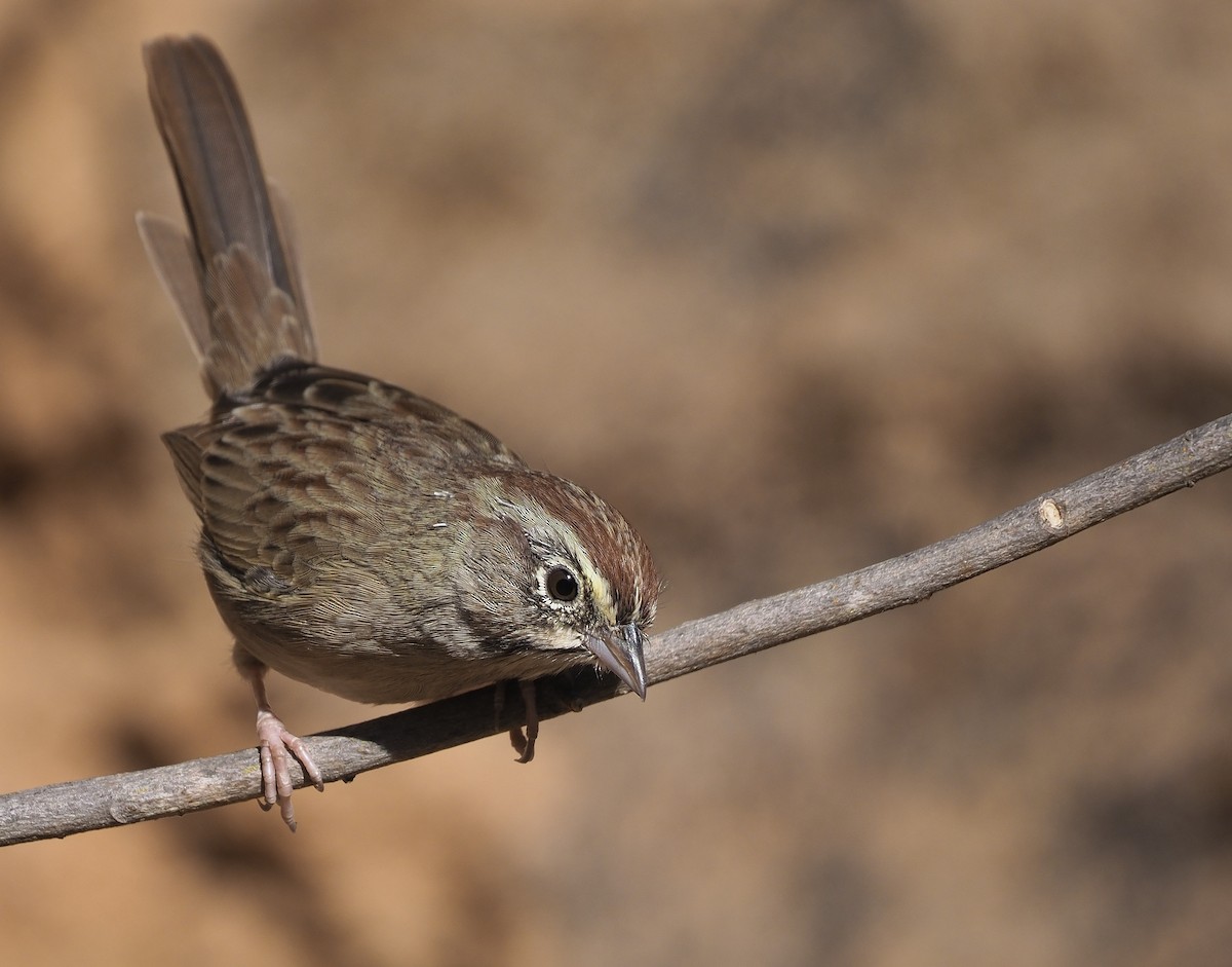 Rufous-crowned Sparrow - ML372453241