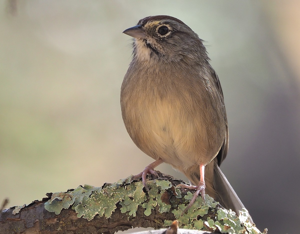 Rufous-crowned Sparrow - ML372453271