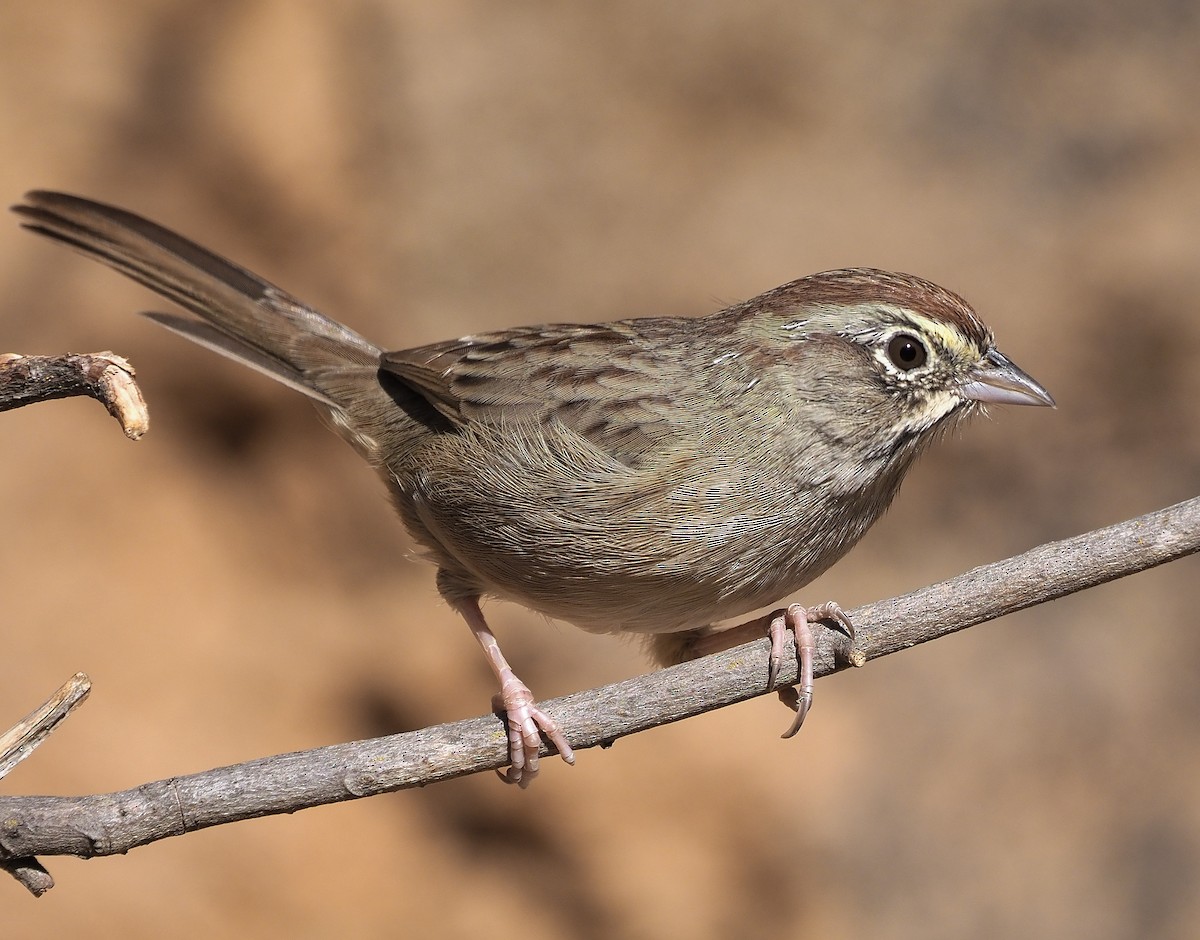 Rufous-crowned Sparrow - ML372453301