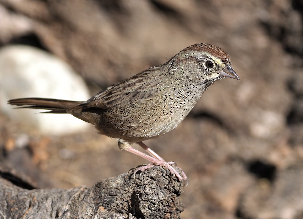 Rufous-crowned Sparrow - Aidan Brubaker