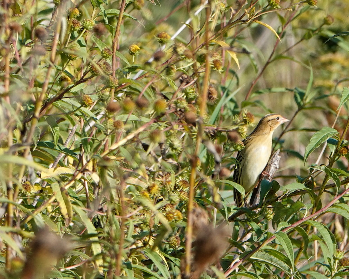 Bobolink - ML372453471