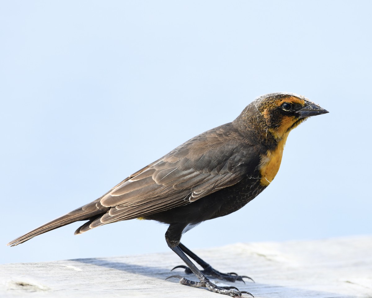 Yellow-headed Blackbird - ML372453881