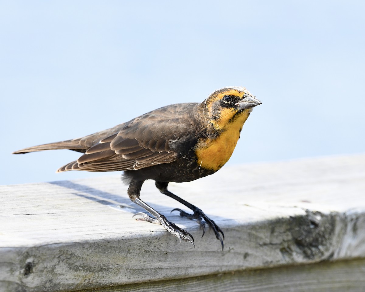 Yellow-headed Blackbird - ML372453911