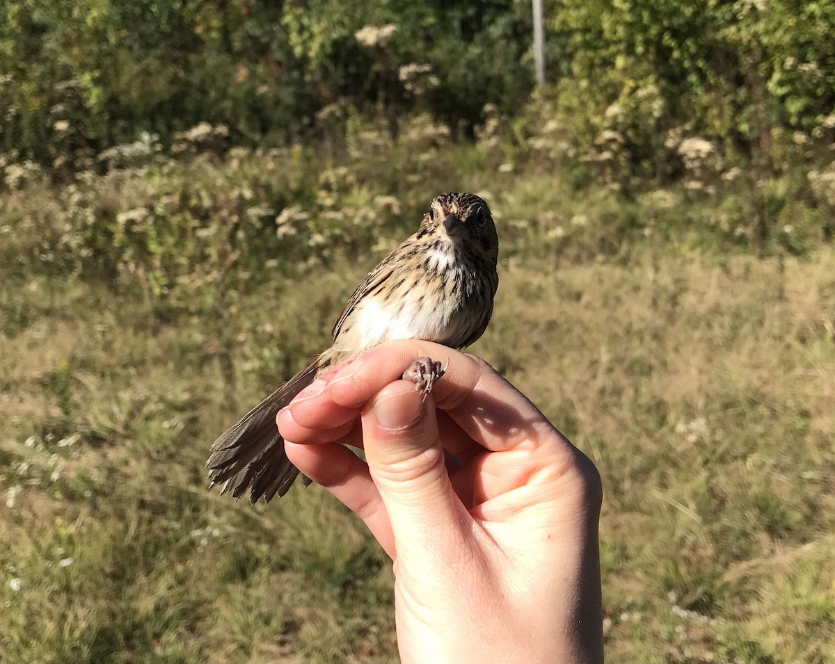 Lincoln's Sparrow - ML372454261