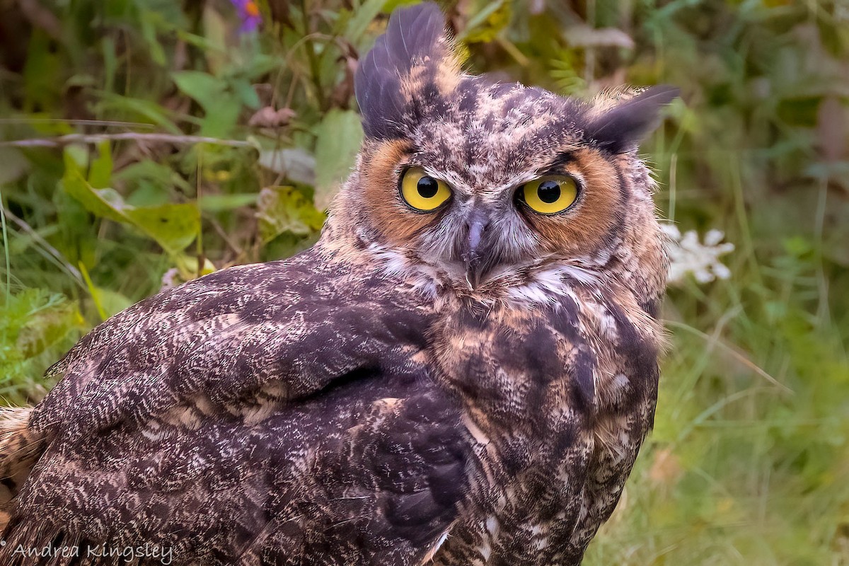 Great Horned Owl - ML372456971