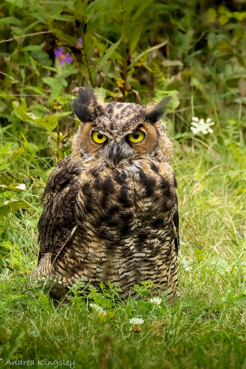 Great Horned Owl - ML372457001