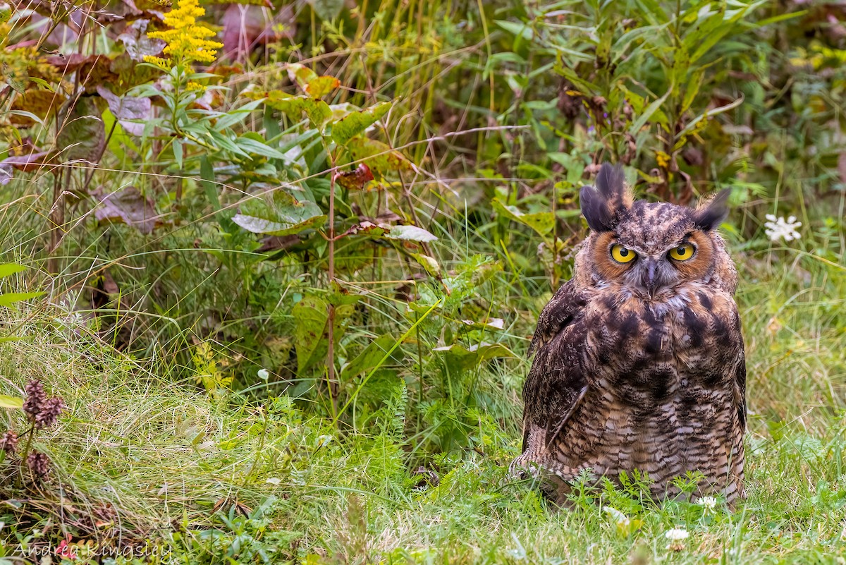 Great Horned Owl - ML372457031