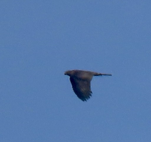 Sharp-shinned Hawk - ML372457561