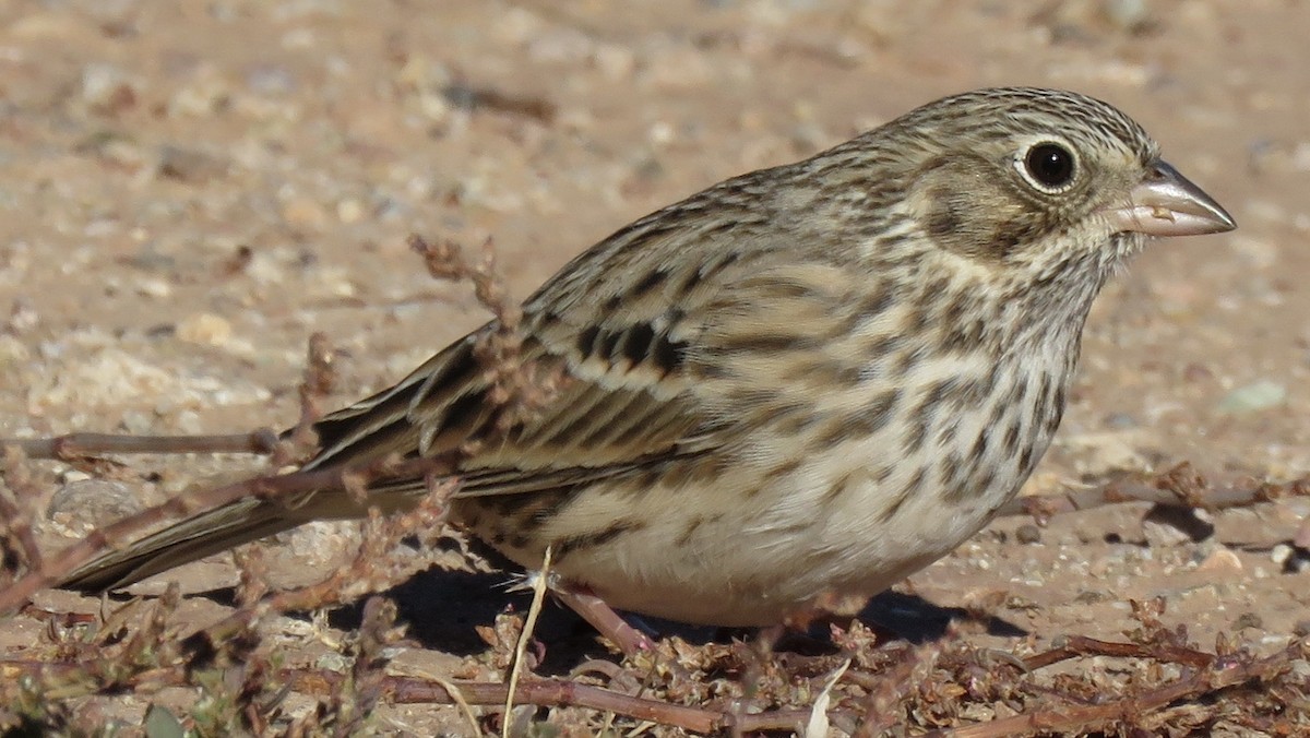 Vesper Sparrow - ML372457761
