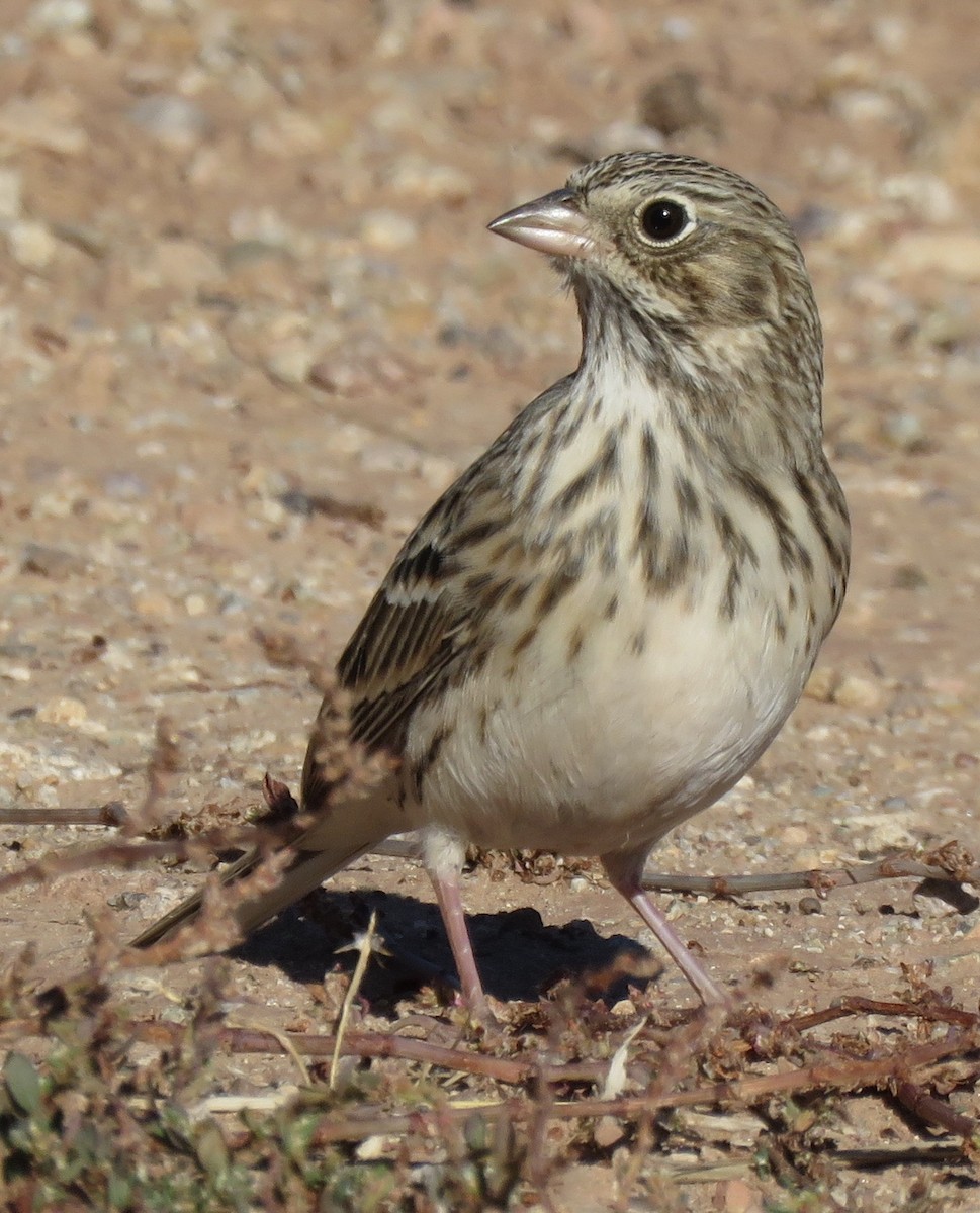 Vesper Sparrow - ML372457801
