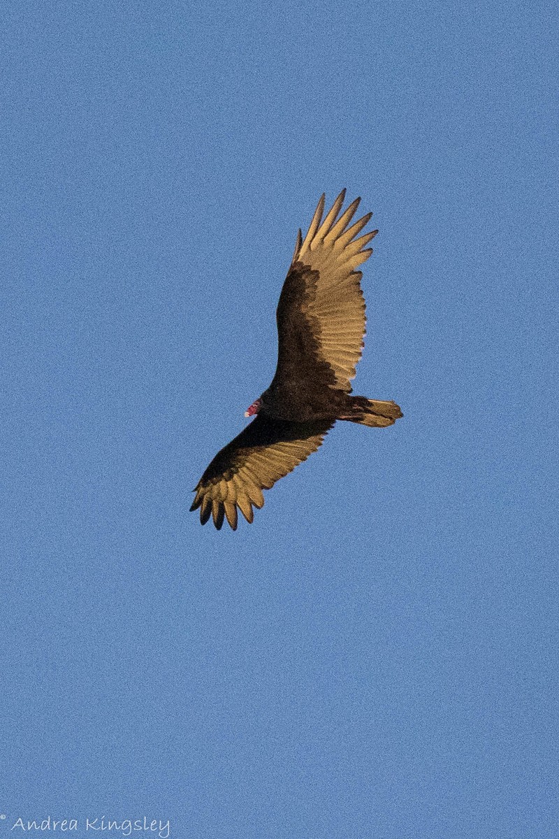 Turkey Vulture - ML372458151