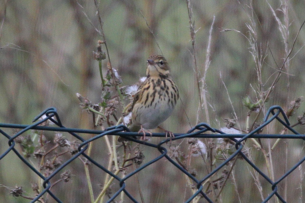 Tree Pipit - ML372458271