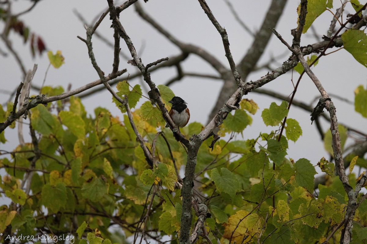 Eastern Towhee - ML372458401