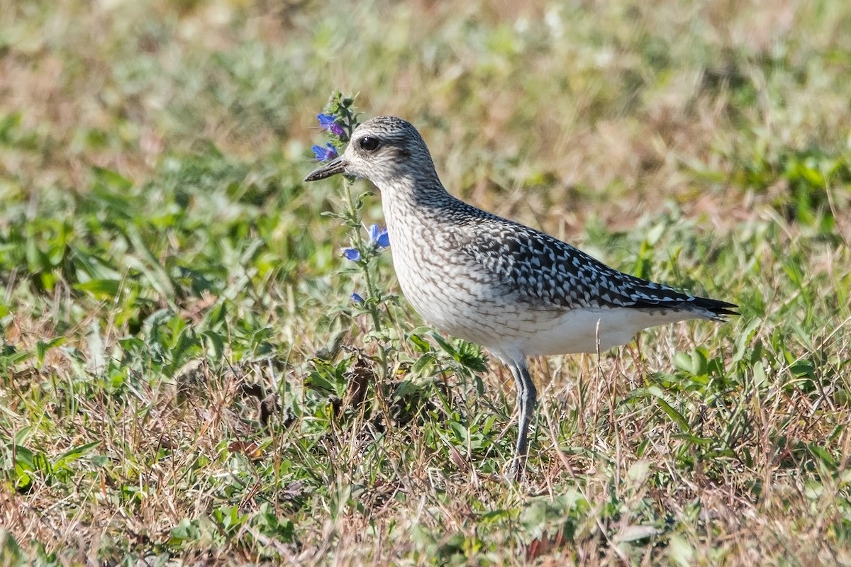 Black-bellied Plover - Sue Barth