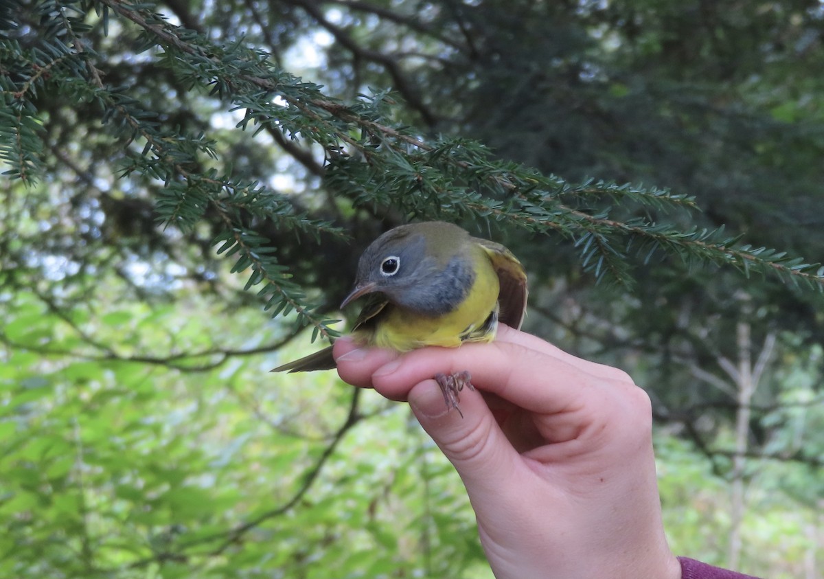 Connecticut Warbler - ML372460031