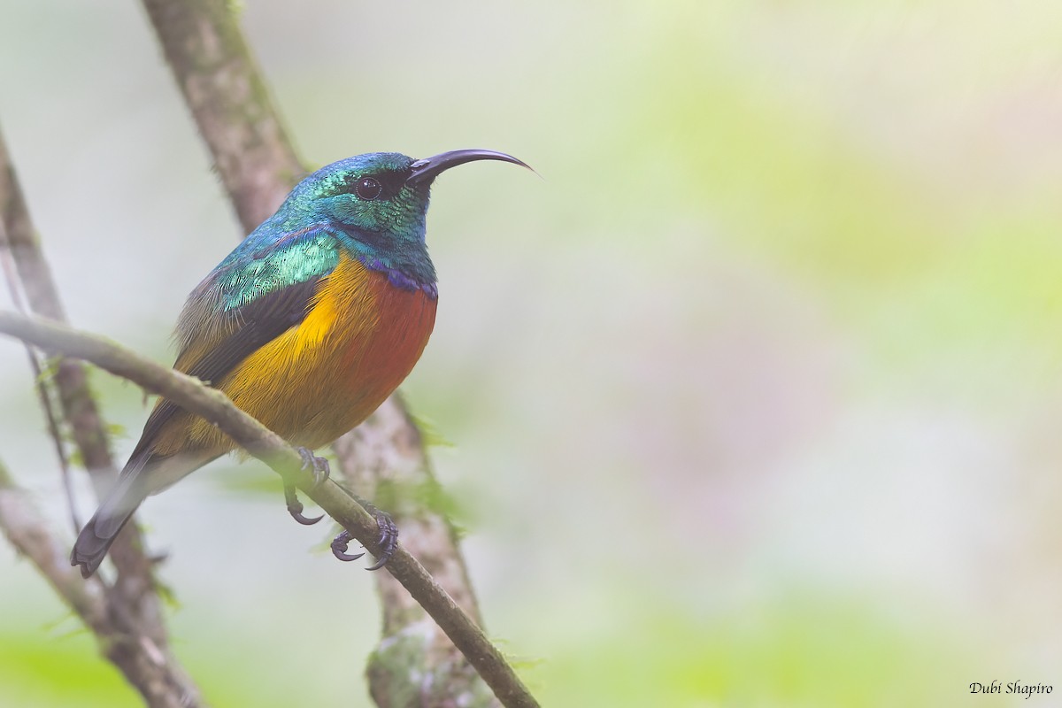 Loveridge's Sunbird - ML372460071