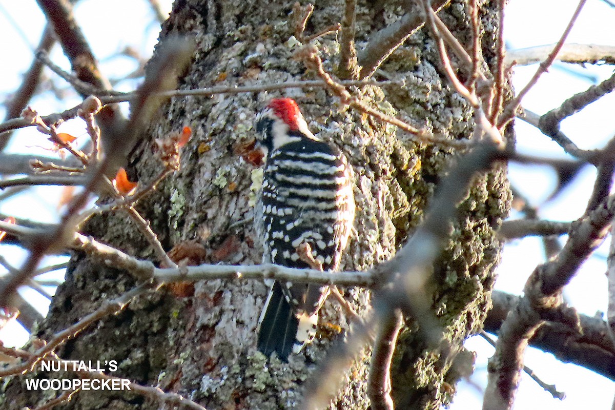 Nuttall's Woodpecker - ML372460621