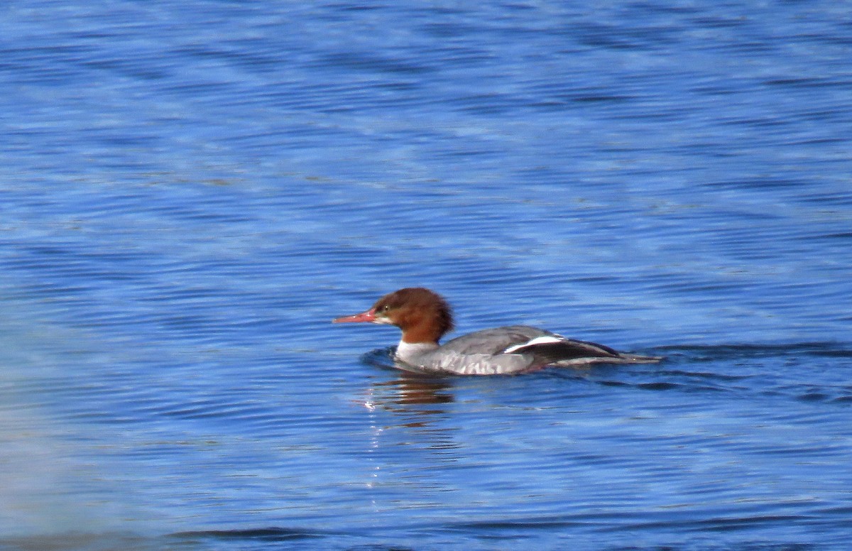 Common Merganser - ML37246081