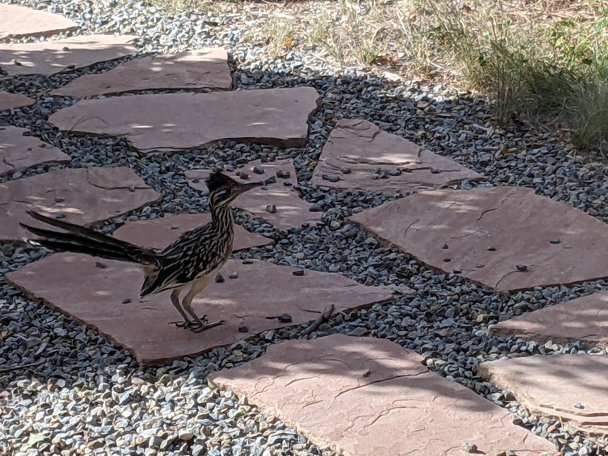 Greater Roadrunner - ML372462211