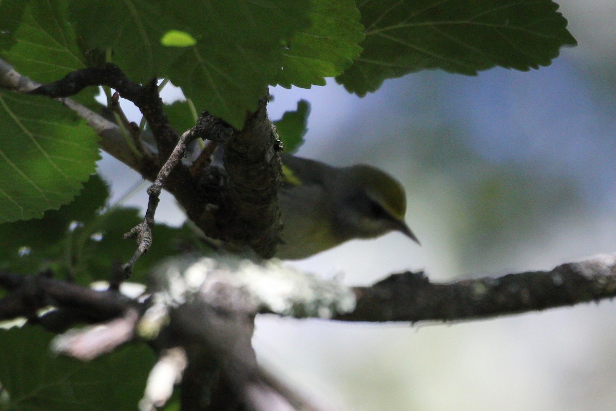 Golden-winged Warbler - ML372462531