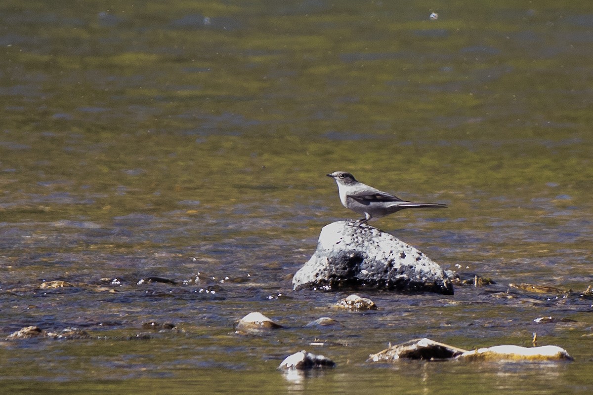 Townsend's Solitaire - Robert Templeton