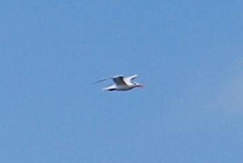 tern sp. - ML37246291