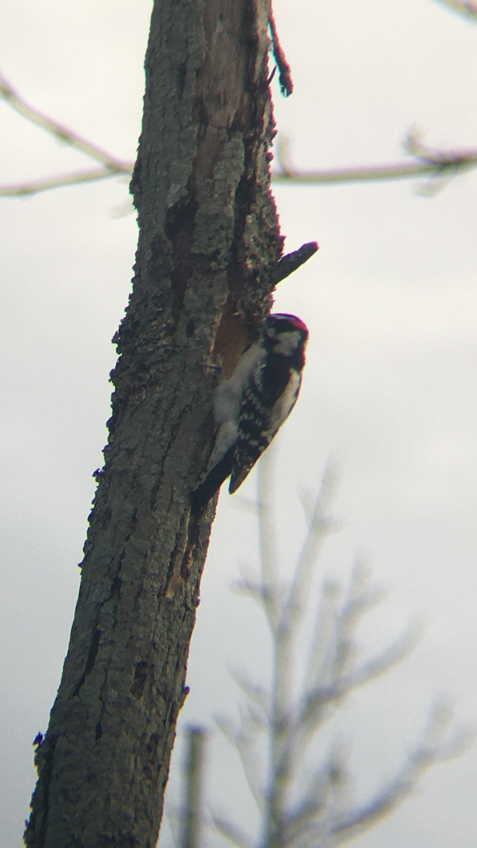 Downy Woodpecker - ML372462941