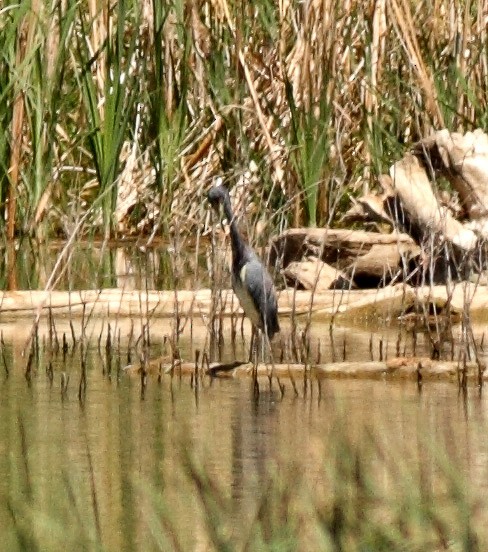 Tricolored Heron - ML372463171