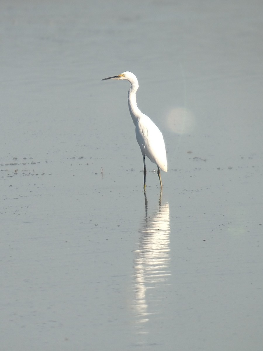 Snowy Egret - ML372463621