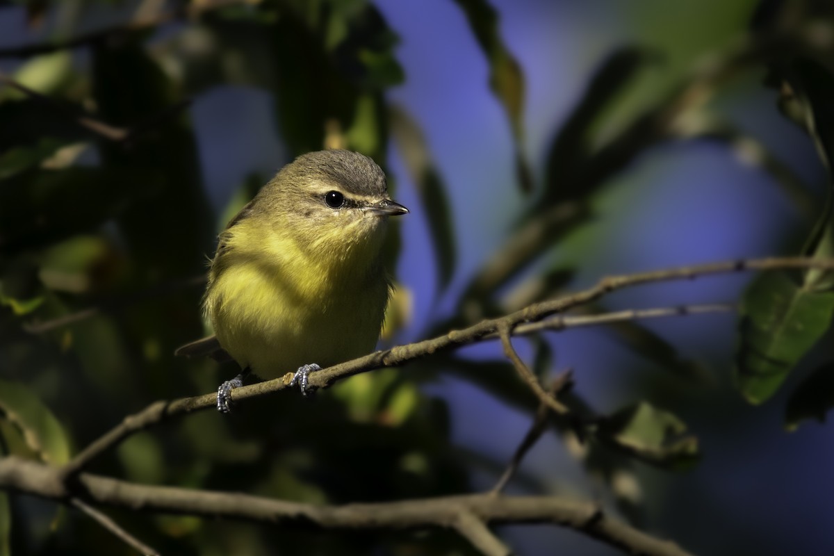 Philadelphia Vireo - ML372463771