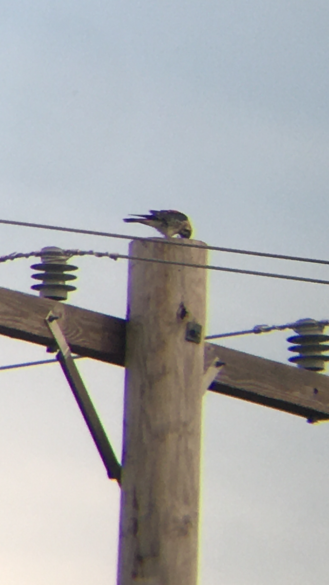 American Kestrel - ML372463961