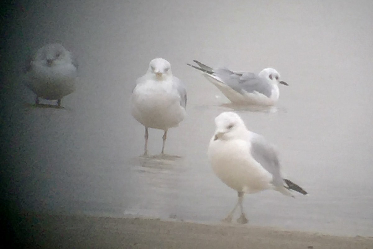 Bonaparte's Gull - David Dowell