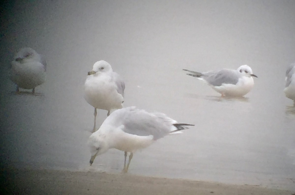 Bonaparte's Gull - ML37246431