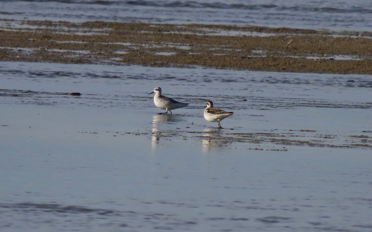 Phalarope à bec étroit - ML372464411